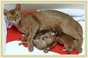 Abessinier Kitten